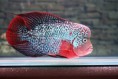 /album/peixes-ornamentais/flowerhorn-kamfa-example-3-1-jpg/